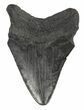 Bargain, Fossil Megalodon Tooth - South Carolina #54245-1